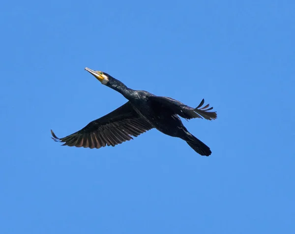 Grande Cormorano in volo — Foto Stock