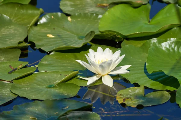 Lírio de água em um lago — Fotografia de Stock