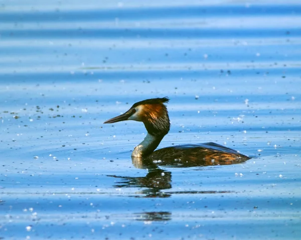 Great crested grebe on a lake — Stock Photo, Image