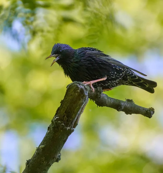 Starling singing on a branch — Stock Photo, Image
