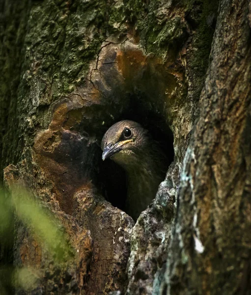 Jonge Spreeuw op het nest — Stockfoto