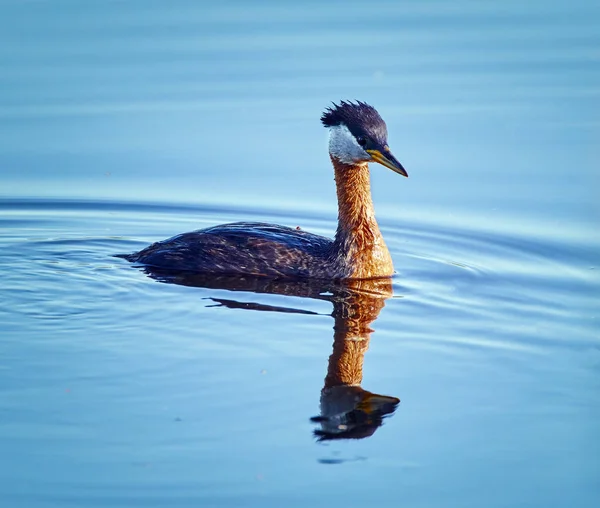 Grande grebe crestato su un lago — Foto Stock