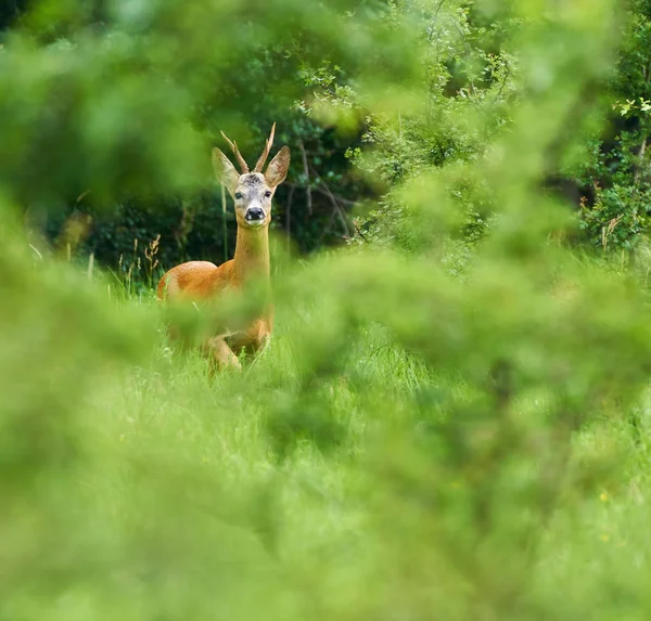 Młodych raoebuck w lesie — Zdjęcie stockowe