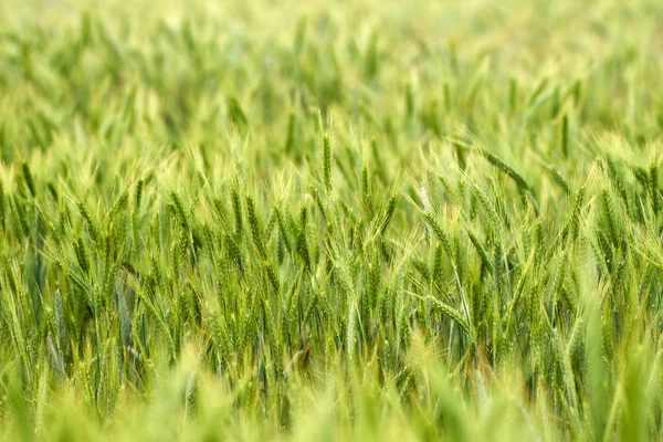 Espigas de trigo verde — Fotografia de Stock