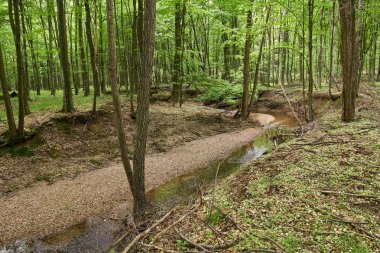 Yaz aylarında yaprak döken ormanlar