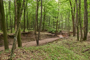 Yaz aylarında yaprak döken ormanlar