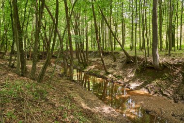 Yaz aylarında yaprak döken ormanlar