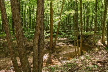 Yaz aylarında yaprak döken ormanlar