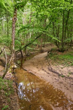 Yaz aylarında yaprak döken ormanlar