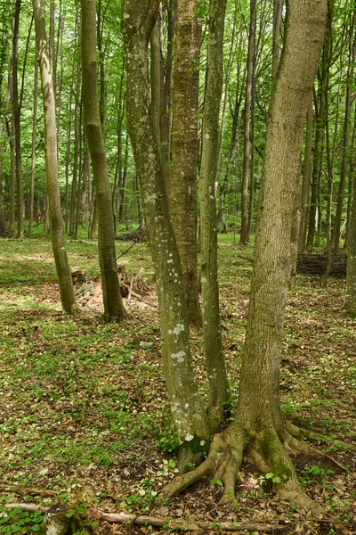 Bladverliedige bossen in de zomer — Stockfoto