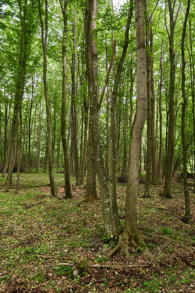 Bladverliedige bossen in de zomer — Stockfoto