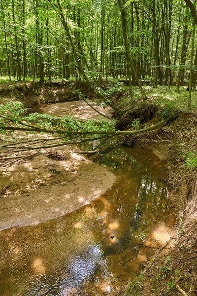 Deciduous forests in summer — Stock Photo, Image