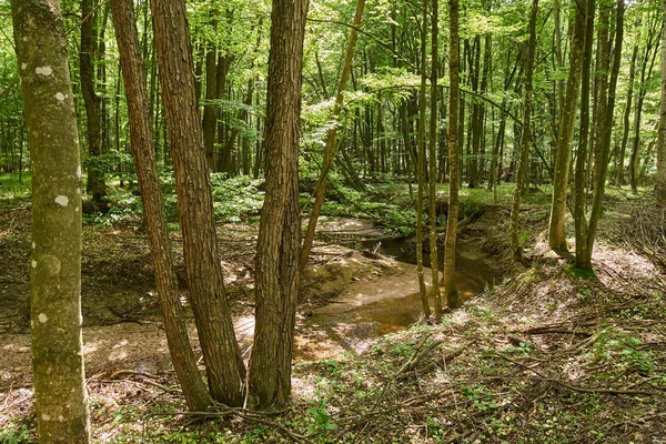 Bladverliedige bossen in de zomer — Stockfoto