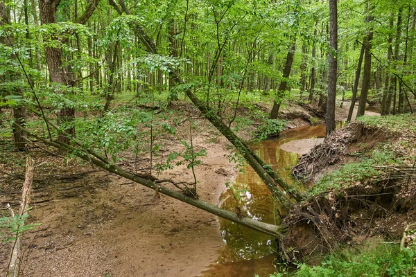 Foreste decidue in estate — Foto Stock