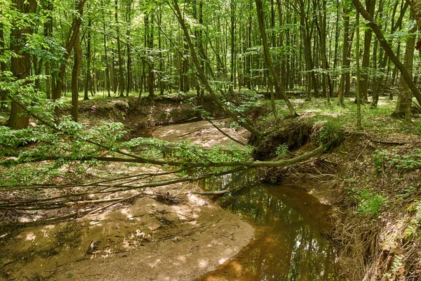 Bladverliedige bossen in de zomer — Stockfoto