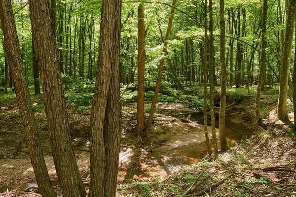 Yaz aylarında yaprak döken ormanlar
