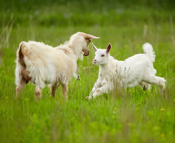 White goats on meadow — Stockfoto