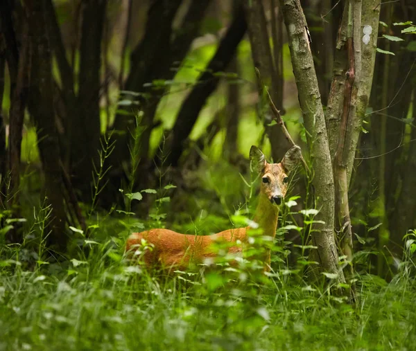 Roe herten in het bos — Stockfoto
