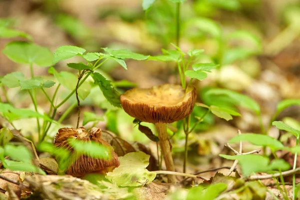 Осенний гриб — стоковое фото