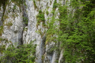 Çatlaklarda büyüyen bitki örtüsü