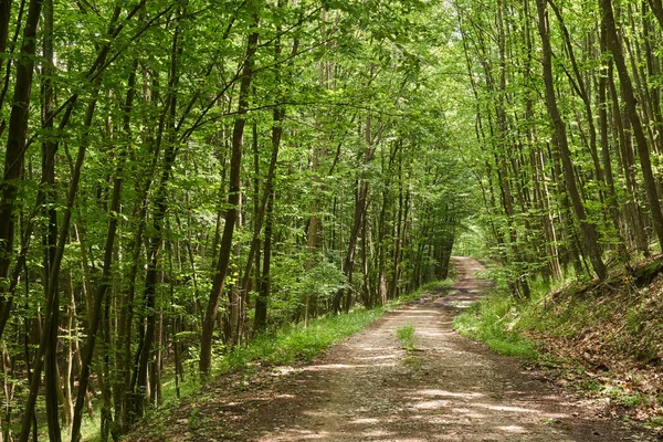 Estrada de cascalho através da floresta — Fotografia de Stock