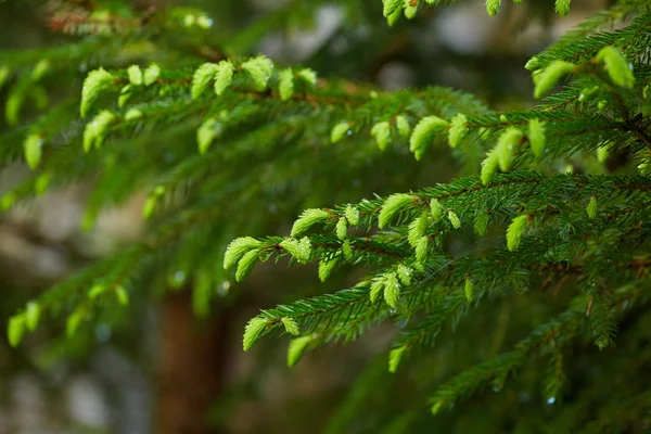 Brotes de abeto en las ramas — Foto de Stock