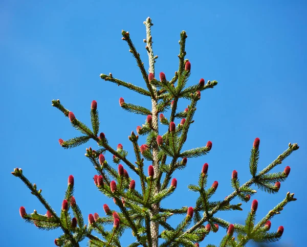 Conos de pino rojo — Foto de Stock
