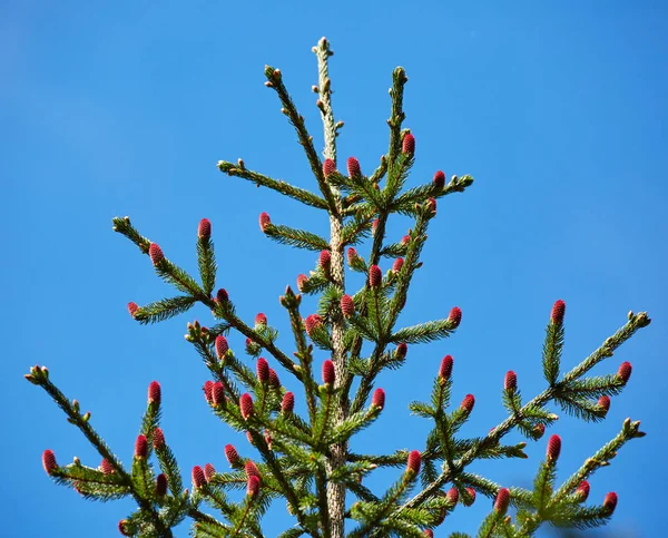 Tannenzapfen — Stockfoto