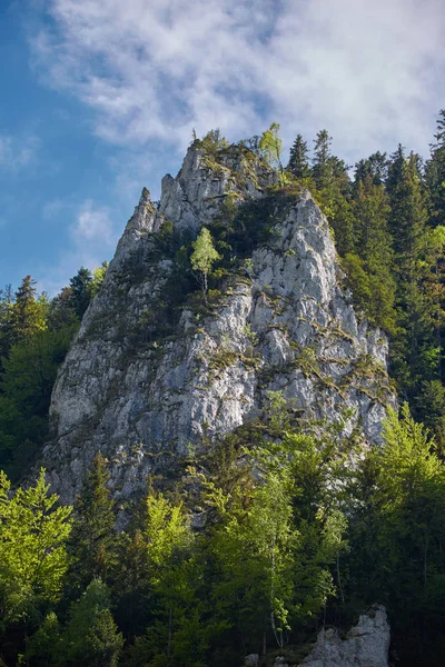 Гірський пік, оточений лісом — стокове фото