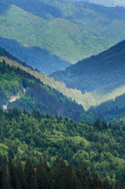 Yemyeşil orman kaplı dağları