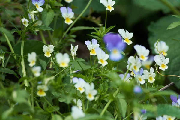 Pequenas flores brancas — Fotografia de Stock
