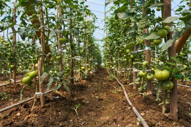 Olgunlaşma domates satırları 