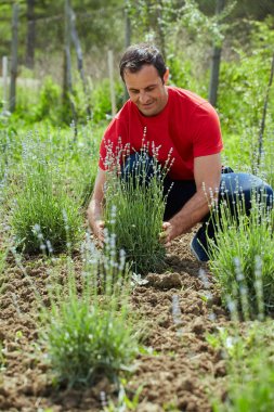 Çiftçi kontrol lavanta çalılar 