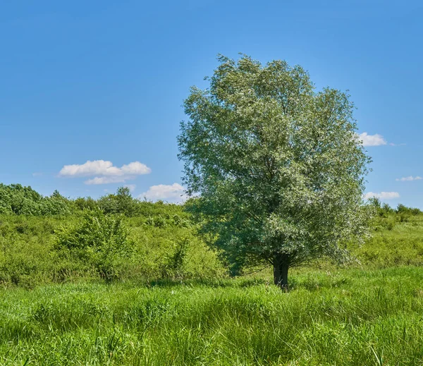 Velké vrbové strom — Stock fotografie