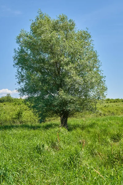 Великий Верба дерево — стокове фото