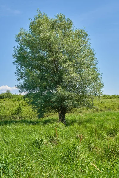 Big willow tree — Stock Photo, Image