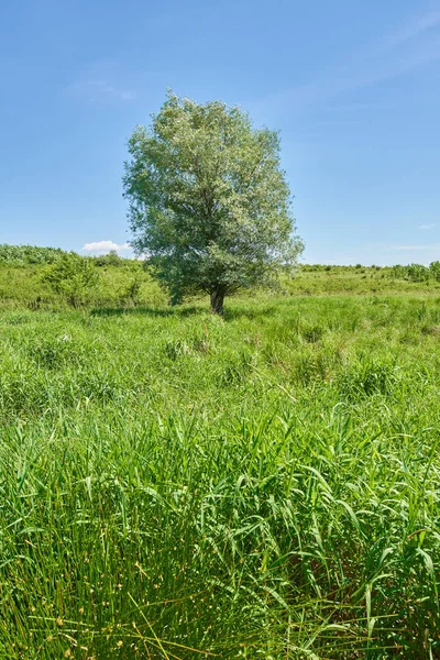 큰 버드 나무 — 스톡 사진