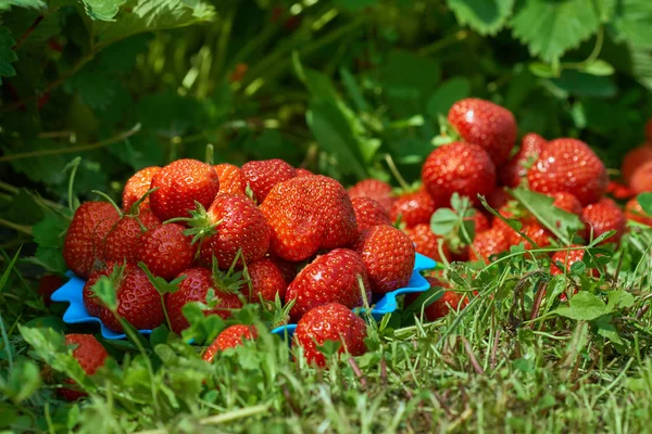 Φρέσκες ζουμερές φράουλες — Φωτογραφία Αρχείου