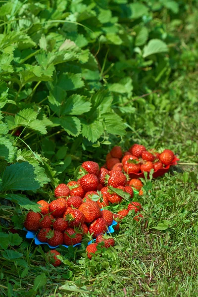 Fraises juteuses fraîches — Photo