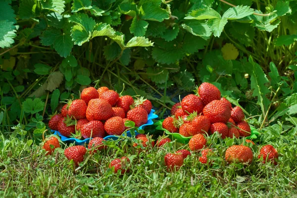 Fresh juicy strawberries — Stock Photo, Image