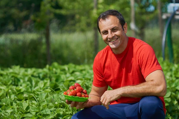 딸기를 제시 하는 농부 — 스톡 사진