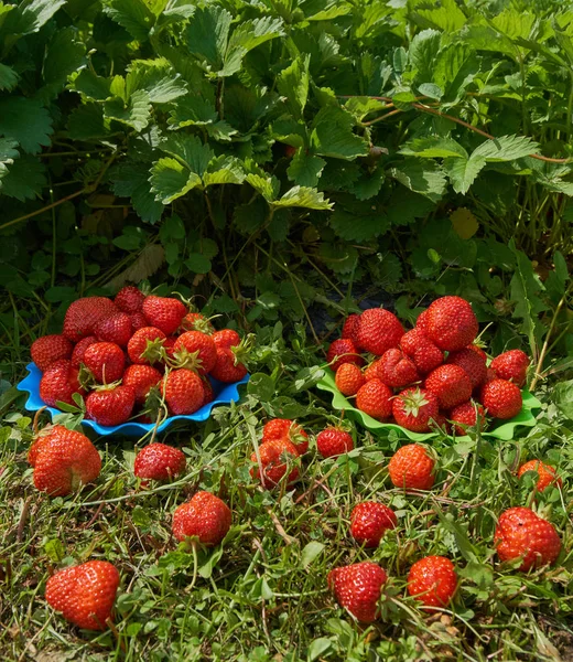 Fresas frescas y jugosas —  Fotos de Stock