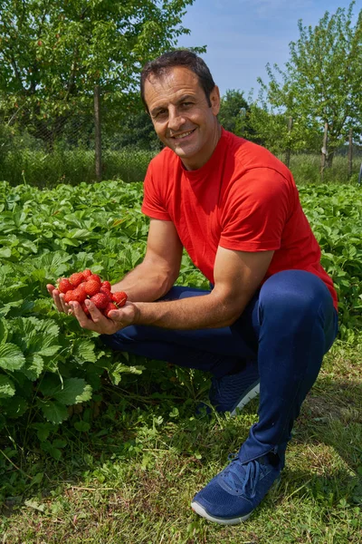 Landwirt präsentiert Erdbeeren — Stockfoto