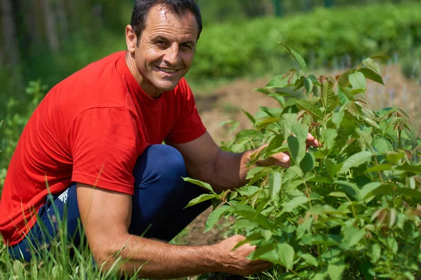 Agricultor verificando berçário de noz — Fotografia de Stock