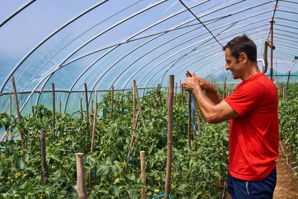 Homem agricultor em tomates — Fotografia de Stock