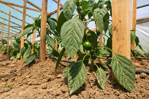 Paprika-Paprika-Pflanzen — Stockfoto