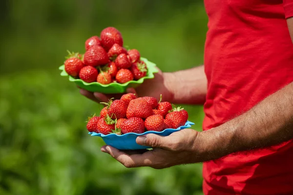 Bonden anläggningen jordgubbar — Stockfoto