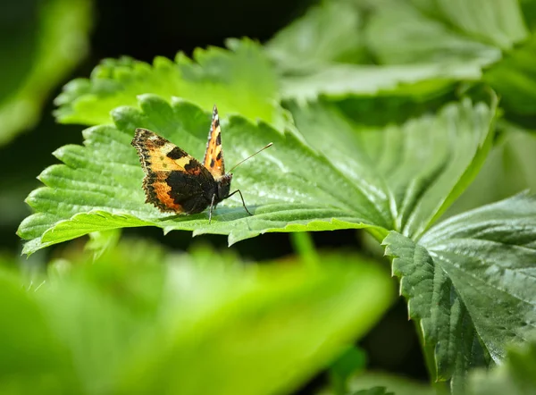 Butterfly on strawberry leaf — Stock Photo, Image