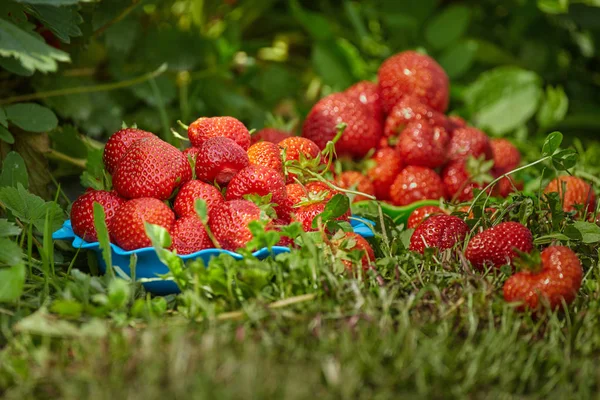 Φρέσκες ζουμερές φράουλες — Φωτογραφία Αρχείου