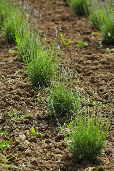 Fileiras de arbustos de lavanda — Fotografia de Stock